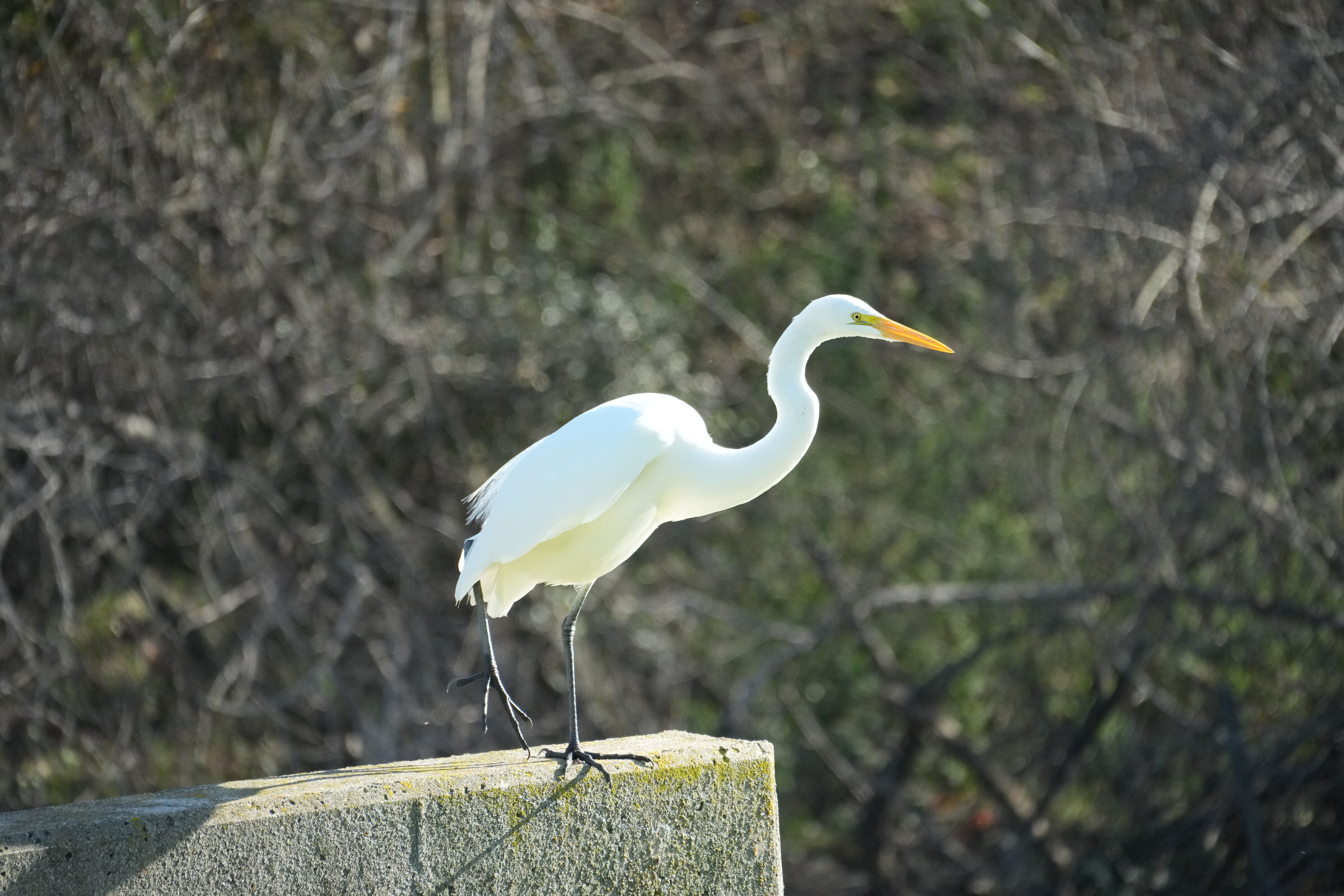 Don Castro Regional Recreation Area