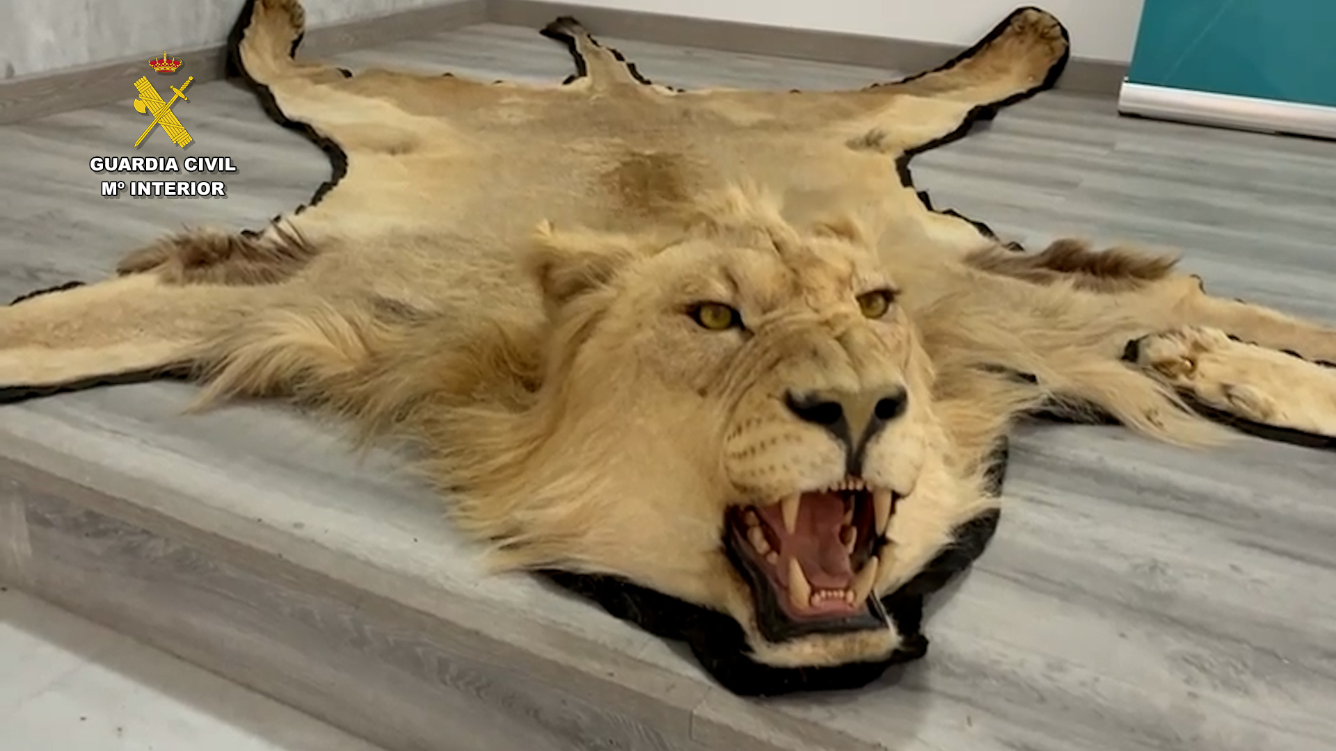 Alfombra de piel de le�n, requisada durante la operaci�n.