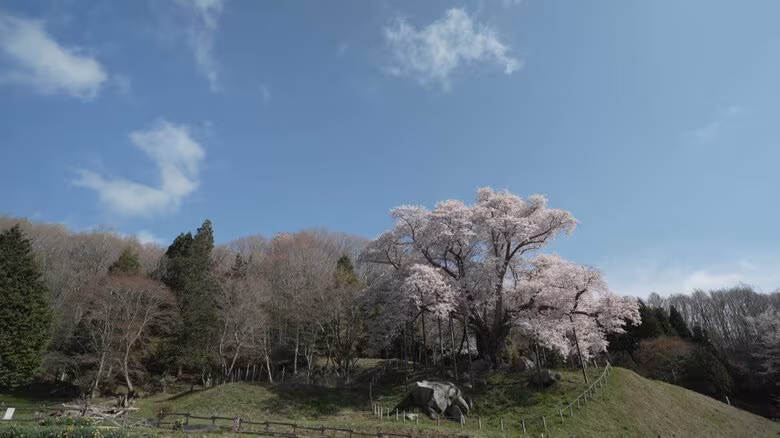 《ふくしま桜紀行2026》古殿町・越代の桜　アマチュアカメラマンも魅了する一本桜の横綱｜FNNプライムオンライン