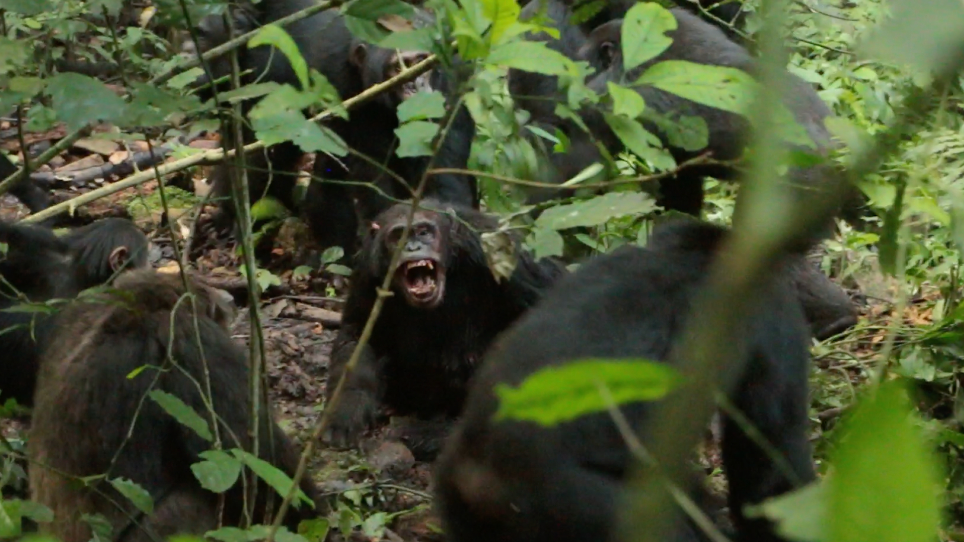 A group of dark-furred chimpanzees stand in the midst of a lush jungle landscape. One looks at the camera and bares its fangs. 