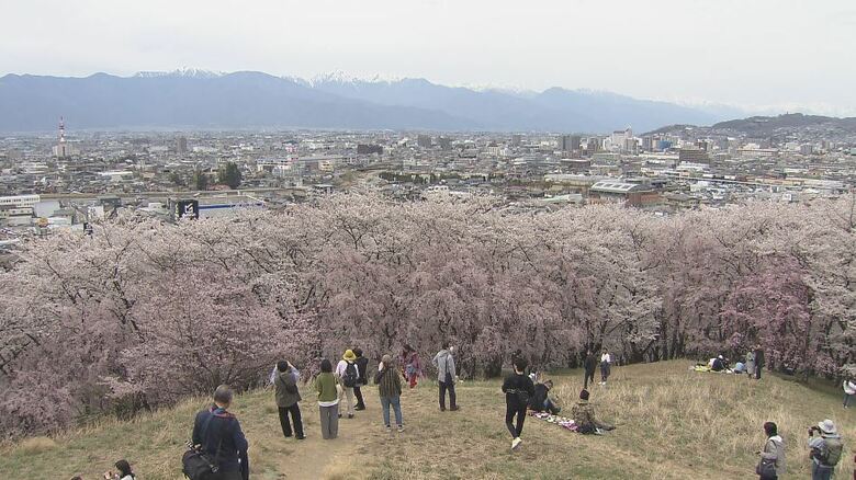 長野・松本市の桜の名所「弘法山」で満開　市街地を見渡す山頂からは北アルプスもくっきり｜FNNプライムオンライン