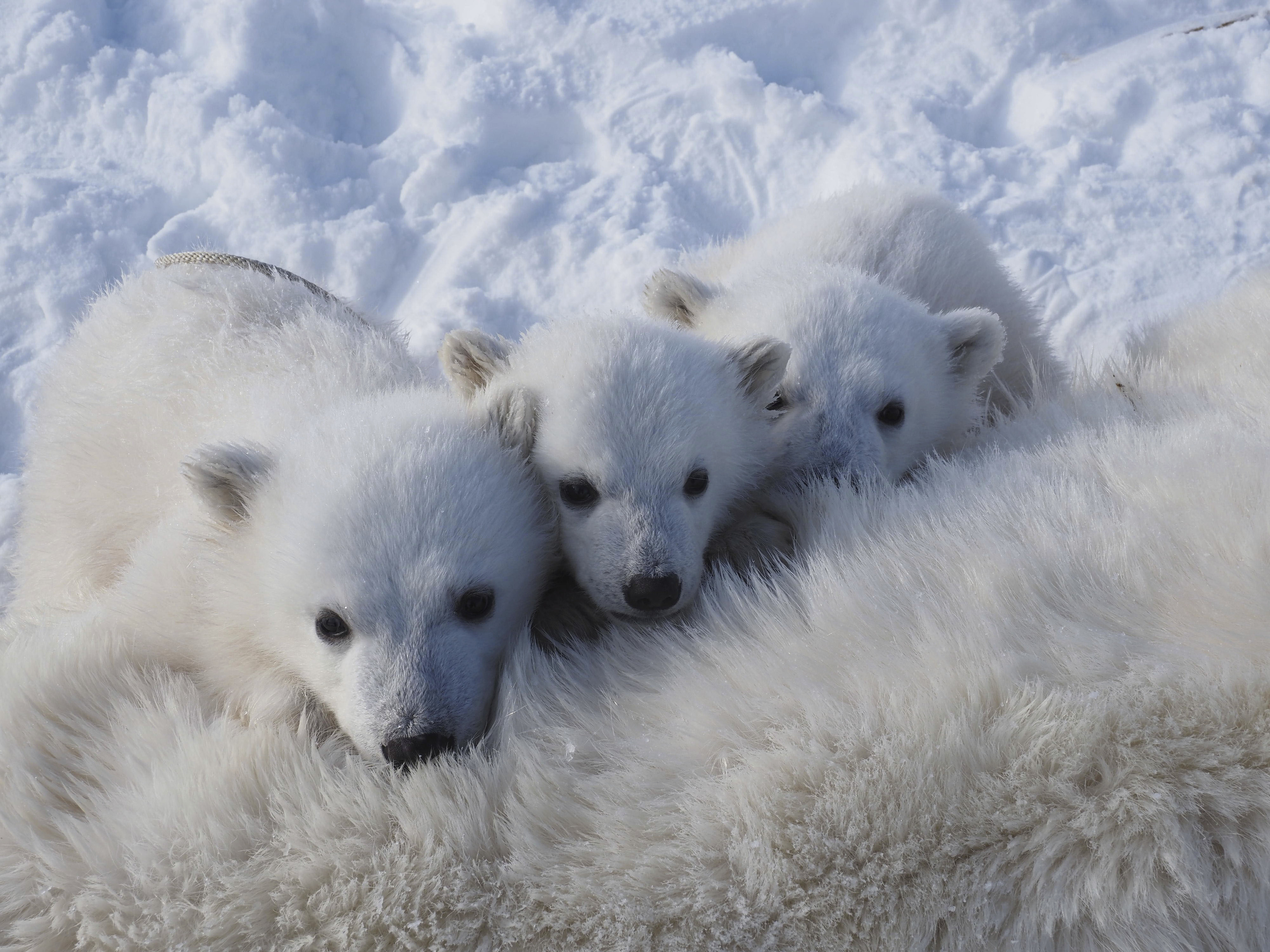 Tres cachorros de oso polar de Svalbard se re�nen alrededor de su madre.
