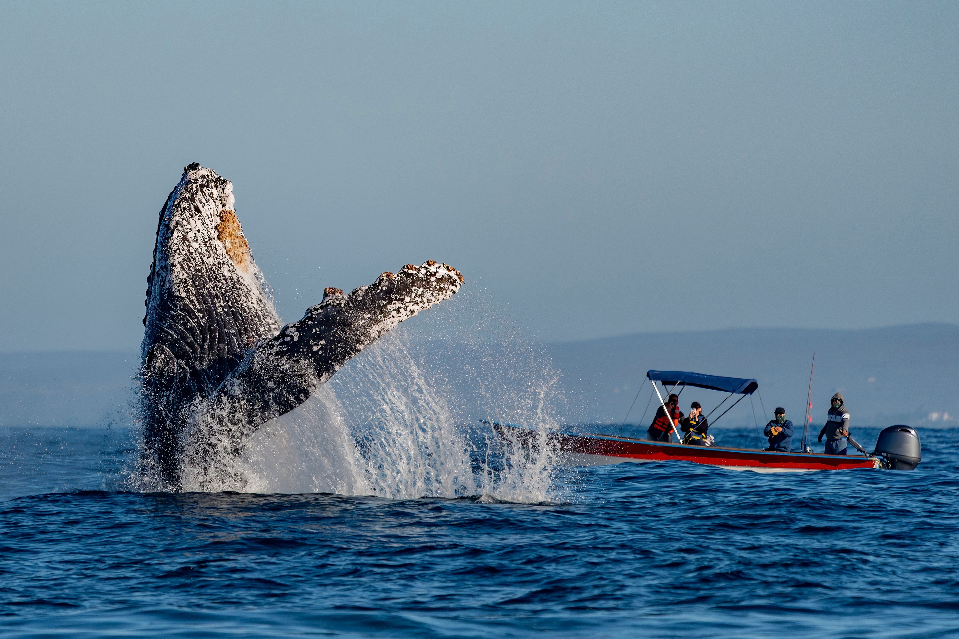 Avistamiento de una ballena tibur�n en el Pac�fico.