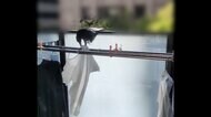 “春カラス”ベランダ侵入でハンガー盗む「まさか服を外してまで」　目的は“家づくり”全国で巣の撤去続く