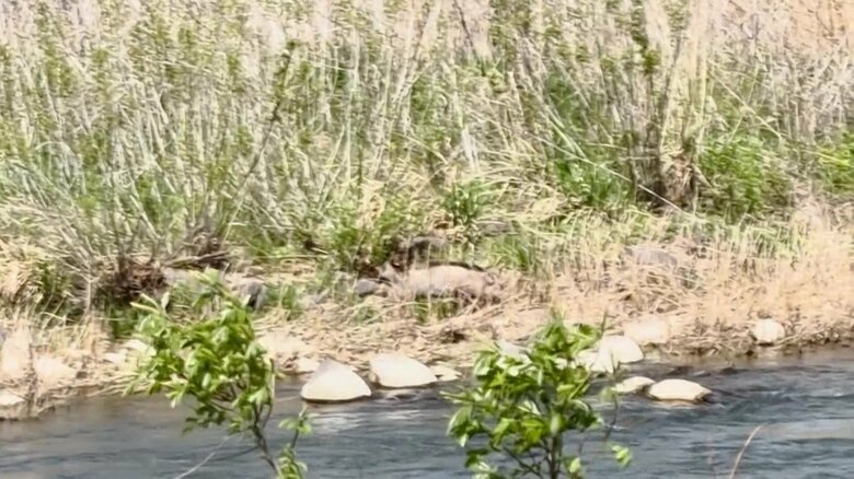 イノシシが河川敷を疾走　土を掘り返しているところを通行人が目撃　体長約1メートル　市や猟友会が追い払うと、川の上流方面に走り去る　長野市｜FNNプライムオンライン