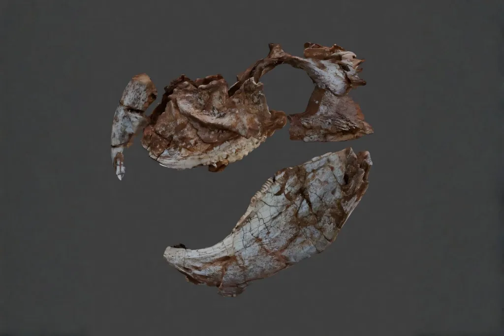 Modelo tridimensional del cráneo fósil de Isodapedon varzealis