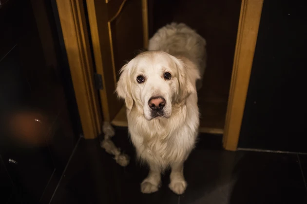 Golden retriever dog standing in a bathroom looking at camera