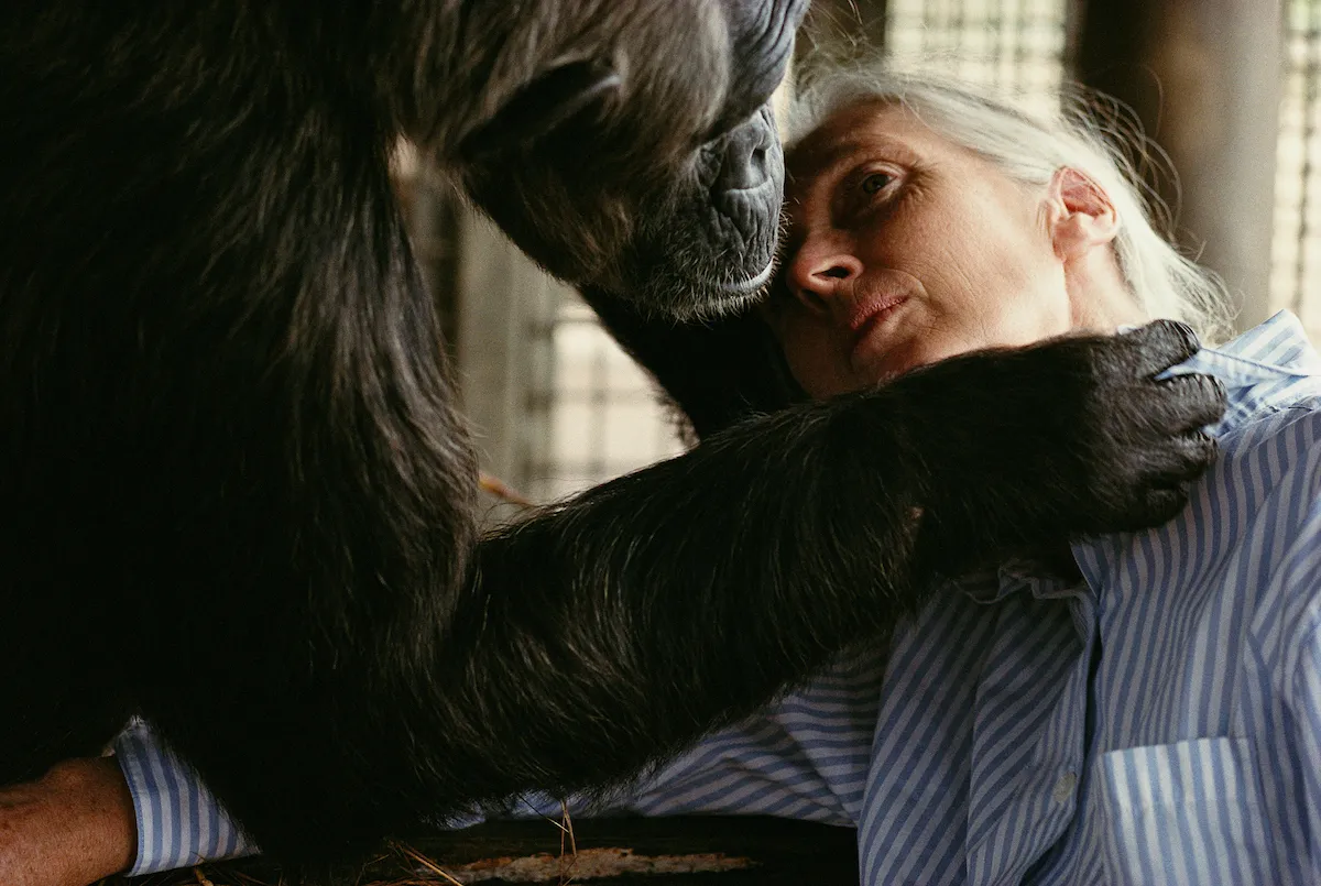 Image may contain Jane Goodall Animal Ape Mammal Wildlife Person Face and Head