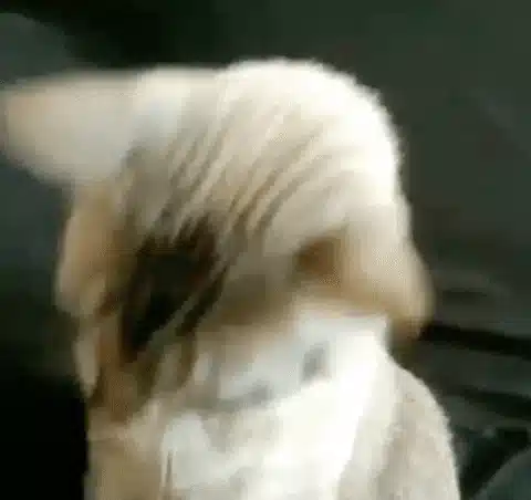 Lets go gif