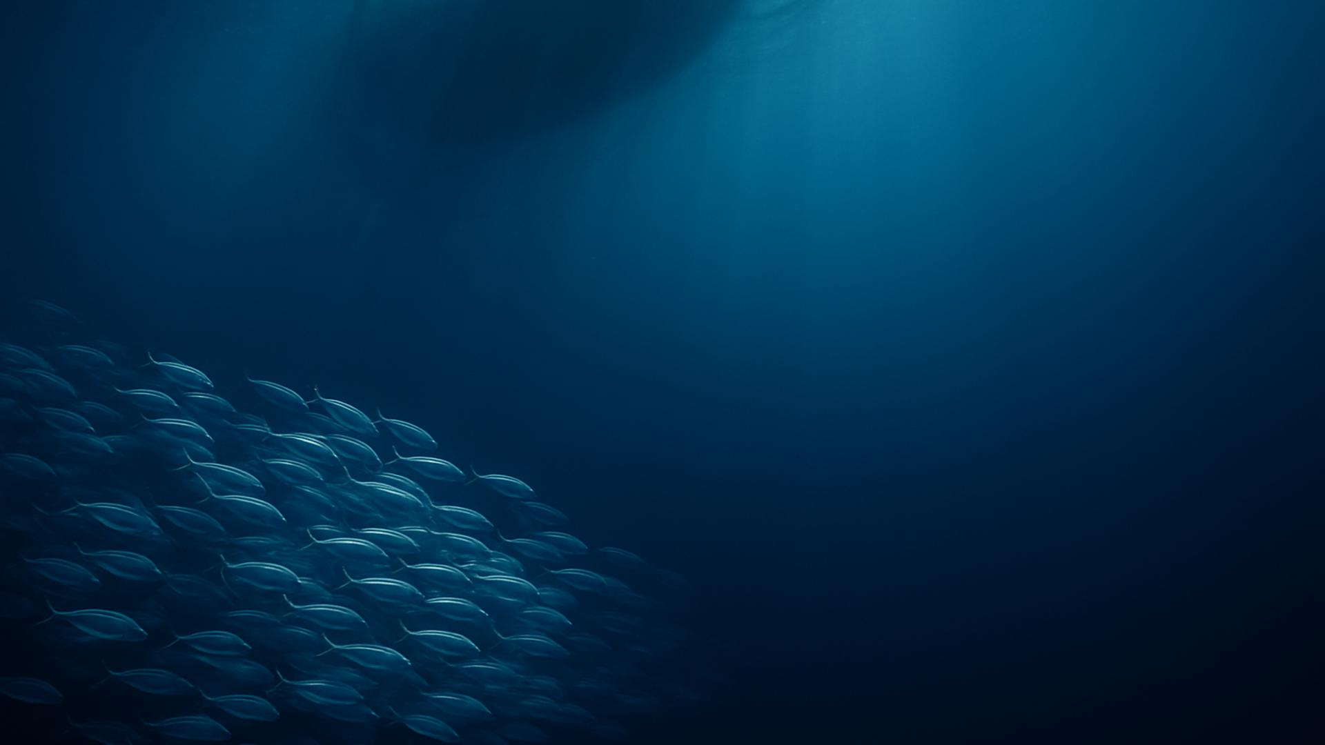 Un cardumen de peces se difumina en la penumbra del océano bajo la sombra tenue de una red de pesca.