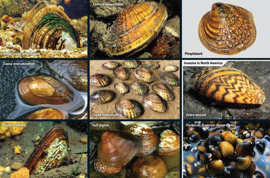 A series of mussel photos, including a wavy-rayed lampmussel, eastern lampmussel, pimpleback, coosa moccasinshell, Texas fatmuckets, eastern elliptio, gulf pigtoe and two critters invasive in North America, the zebra mussel and Corbicula fluminea (Asian clams).