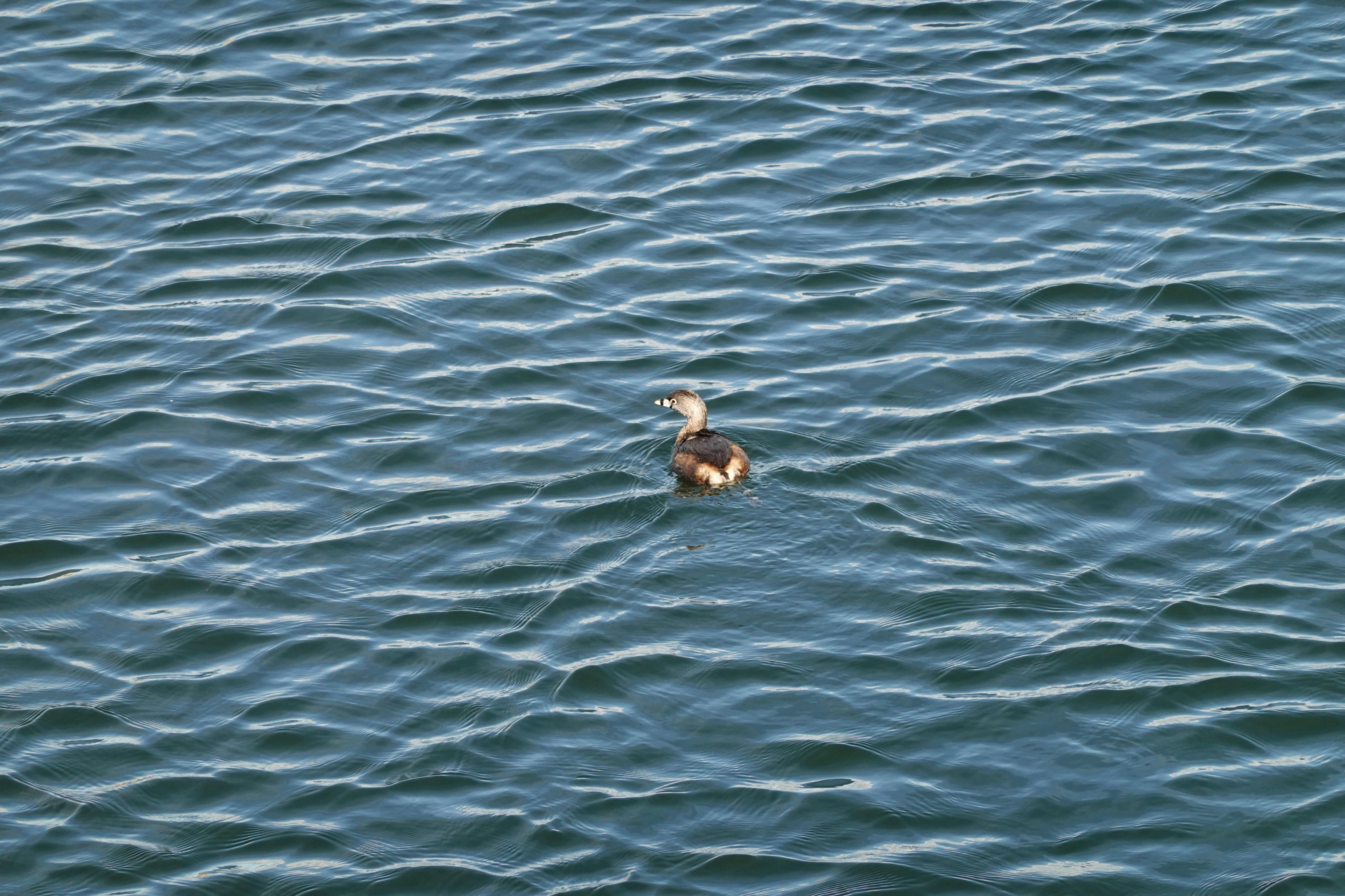 拿着相机去扫街意外碰到新的可爱小鸟 pied-biled grebe
