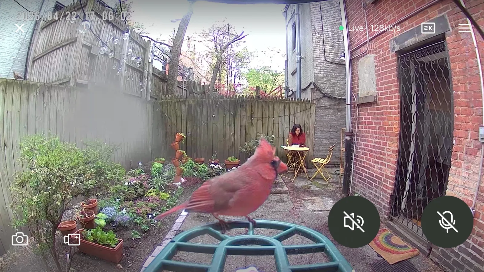 Image may contain Backyard Nature Outdoors Yard Animal Beak Bird Plant Potted Plant and Person