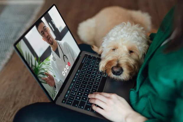 Young Asian woman having online medical consultation with veterinary via laptop with her dog sitting on her lap 