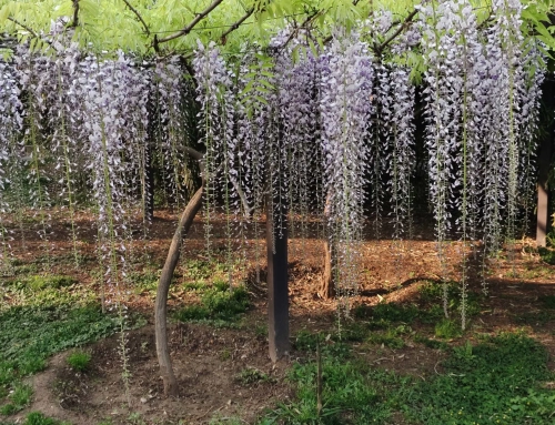 紫藤花和二月兰