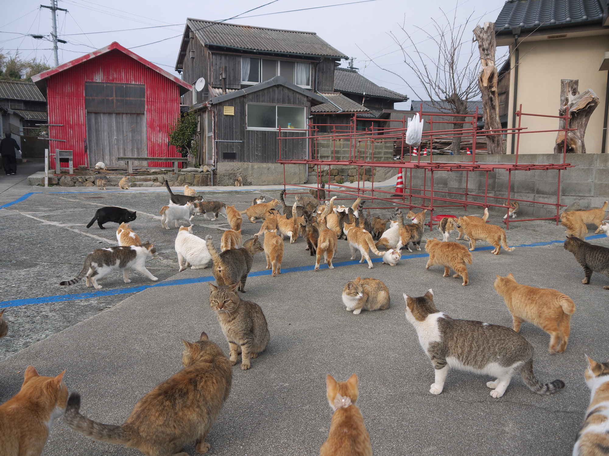 Dozens of cats gathering around food in Aoshima, Japan.