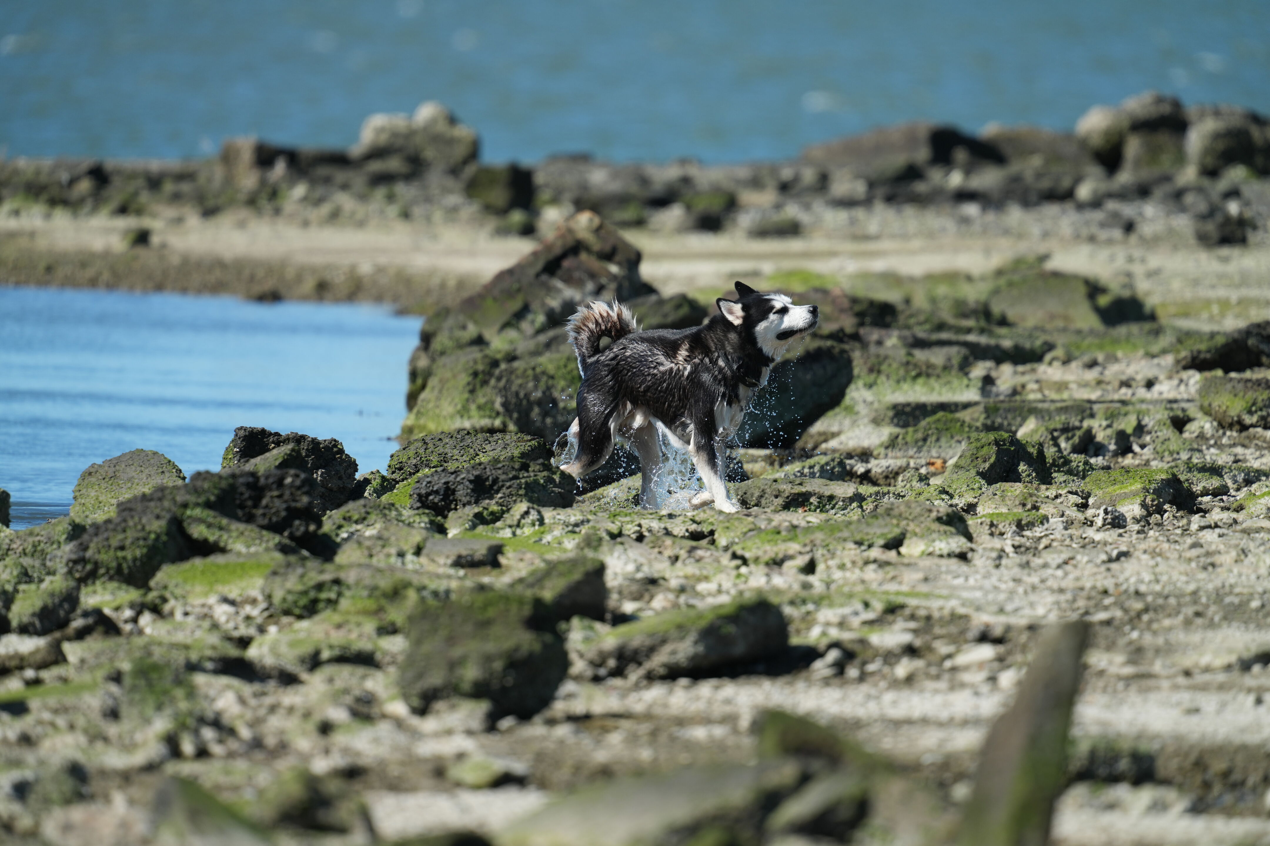 McLaughlin Eastshore State Park