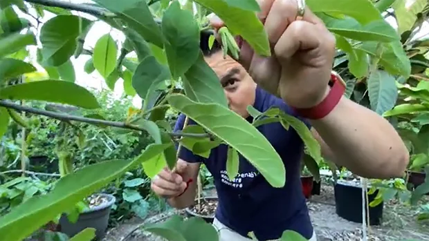 kao-saelee-tropical-fruit-trees-youtube.jpg 