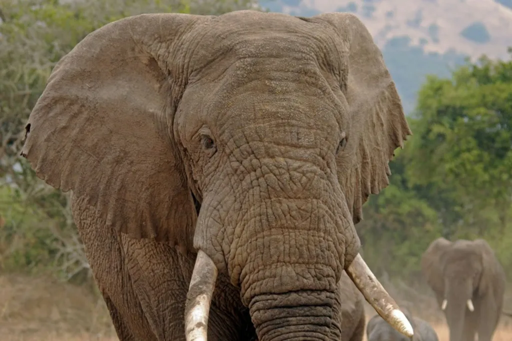 Los genomas de los elefantes revelan un pasado de conexión continental y un futuro marcado por un aislamiento creciente