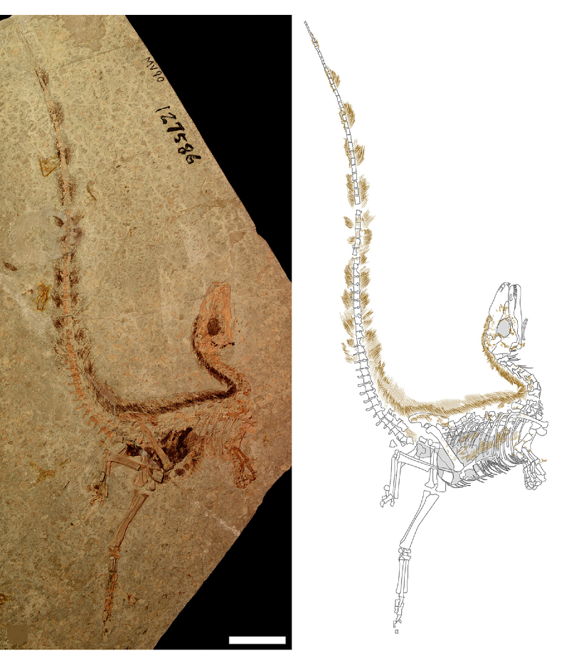 Two vertical photos side by side, the left one showing a fossil embedded in a brown rock with the right being a black and white sketch of the fossil.