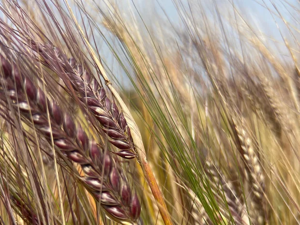 breadlab-wsu-grains-1280.jpg