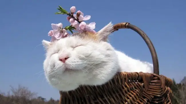 日本岩手县网红猫“猫叔”去世，享年18岁