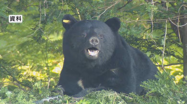 「クマが庭先に…」住宅地で目撃　住民が通報　警察が周囲を警戒　長野・須坂市｜FNNプライムオンライン