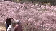 福島の桜前線もいよいよ終着地へ　北塩原村・桜峠が見ごろに　約3000本のオオヤマザクラの絨毯