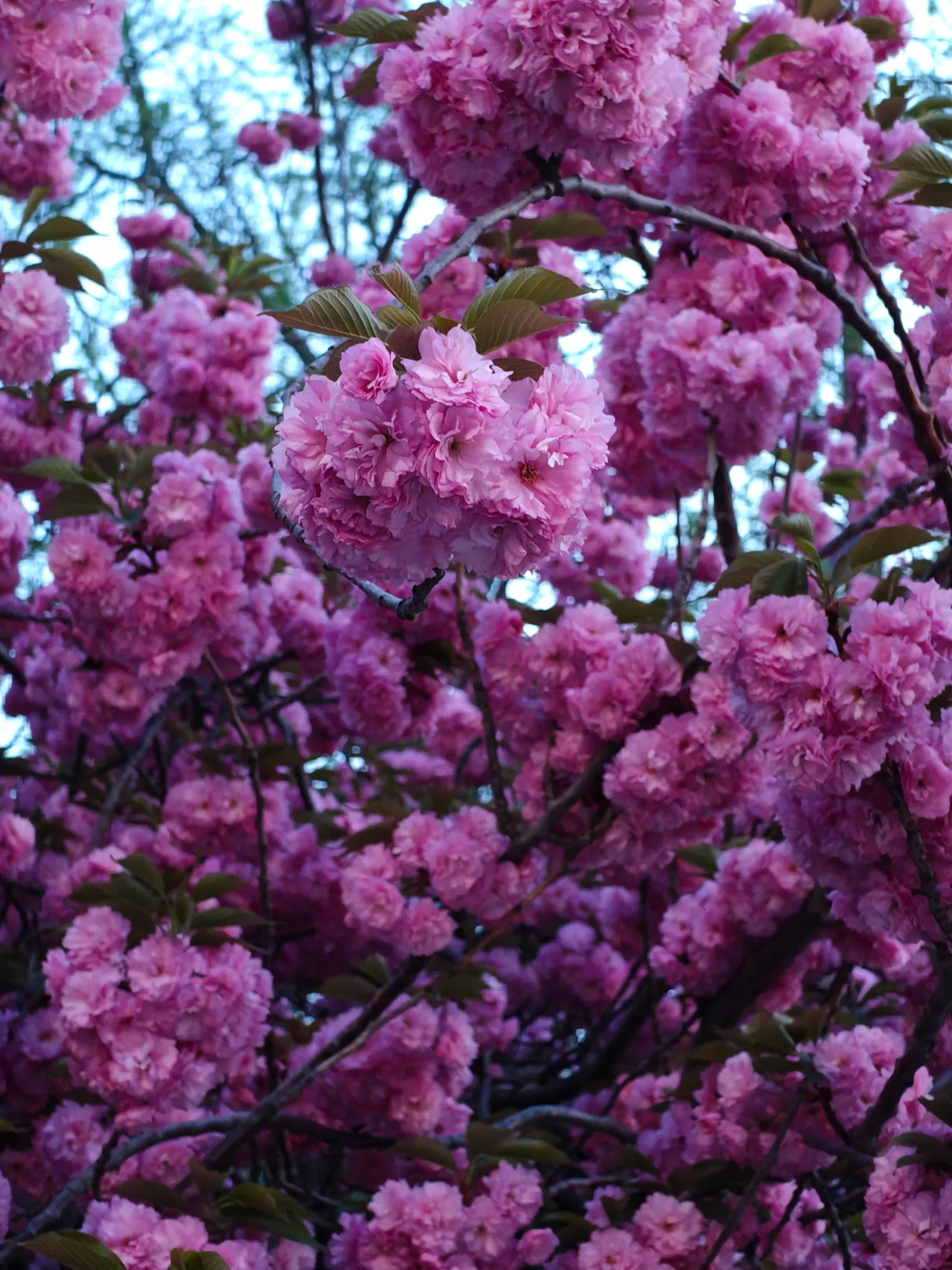 Image may contain Flower Plant Cherry Blossom and Petal