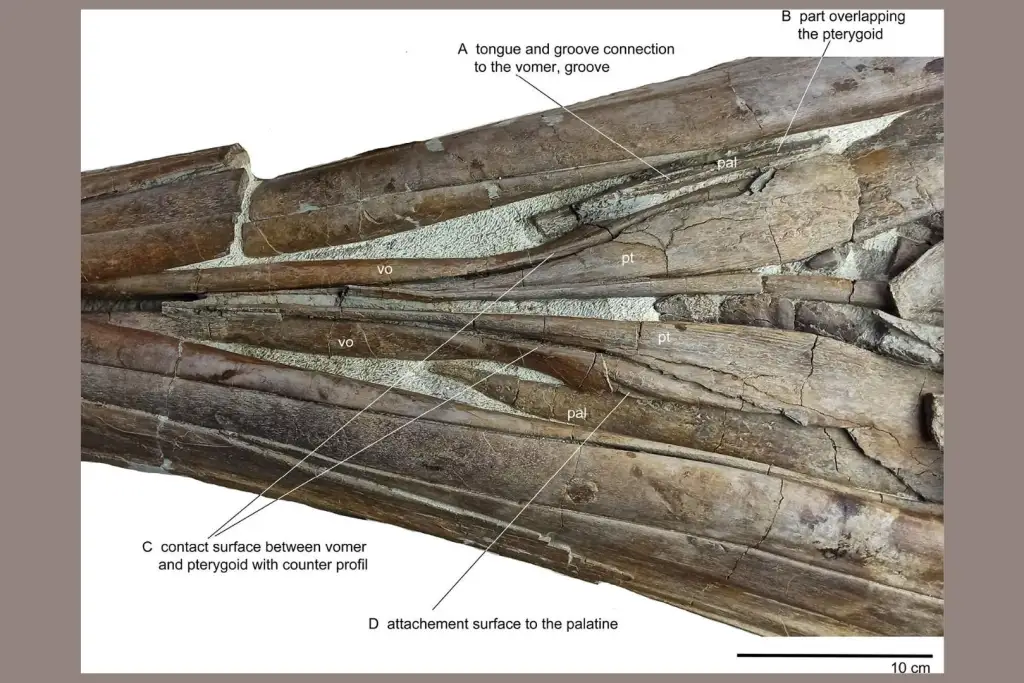 Paladar correspondiente a Temnodontosaurus cf. trigonodon, con detalle de su estructura ósea interna