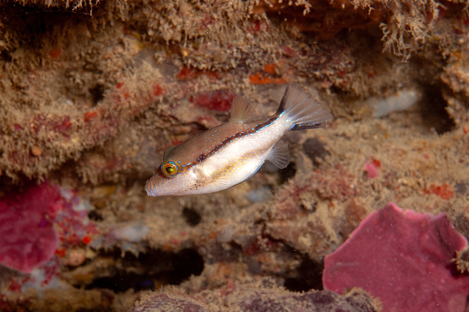 La vieja colorada ('Sparisoma cretense').