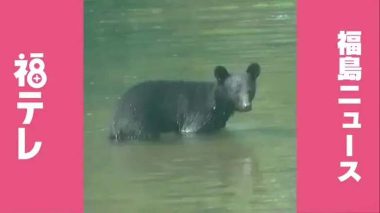 【熊出没】4月19日（日）　福島県のクマ目撃情報《随時更新》｜FNNプライムオンライン
