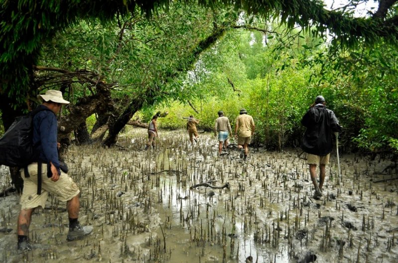 Bangladesh's Sundarbans forest plagued by pirate gangs Bangladesh's Sundarbans forest plagued by pirate gangs