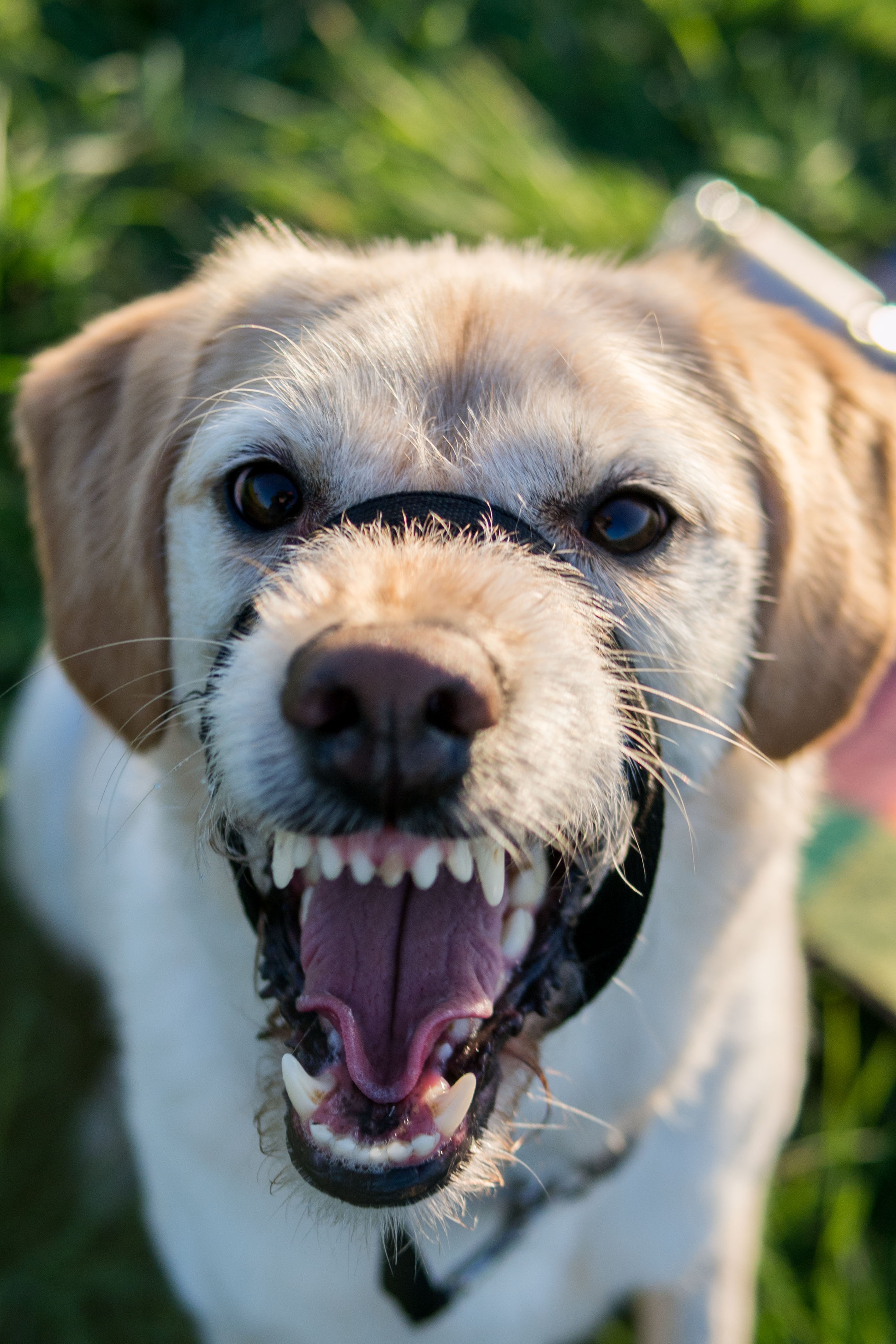 恶犬 恶犬