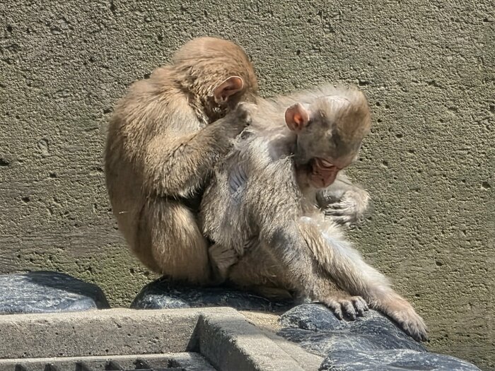 人間側の都合に翻弄される形に