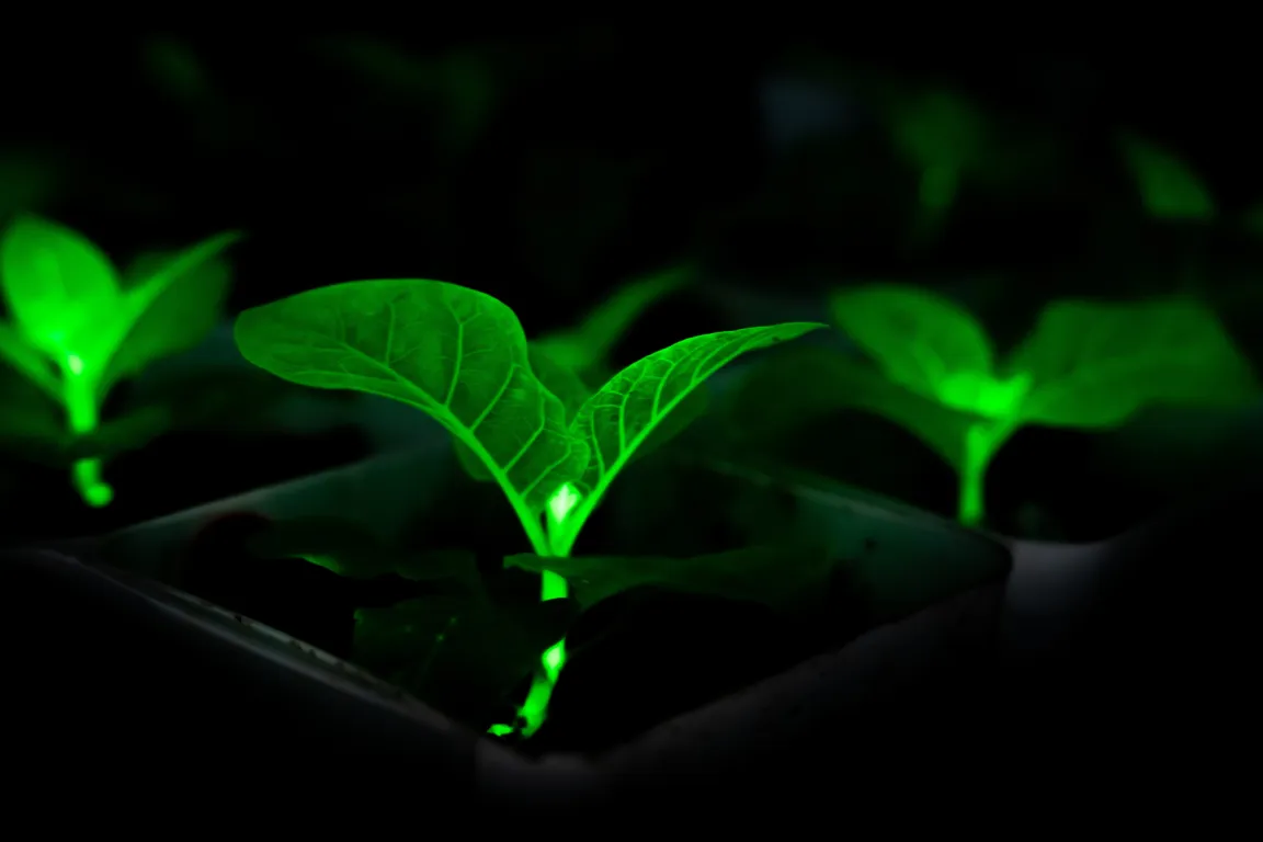 Green seedlings glowing brightly against a dark background, highlighting their vibrant leaves and delicate stems.