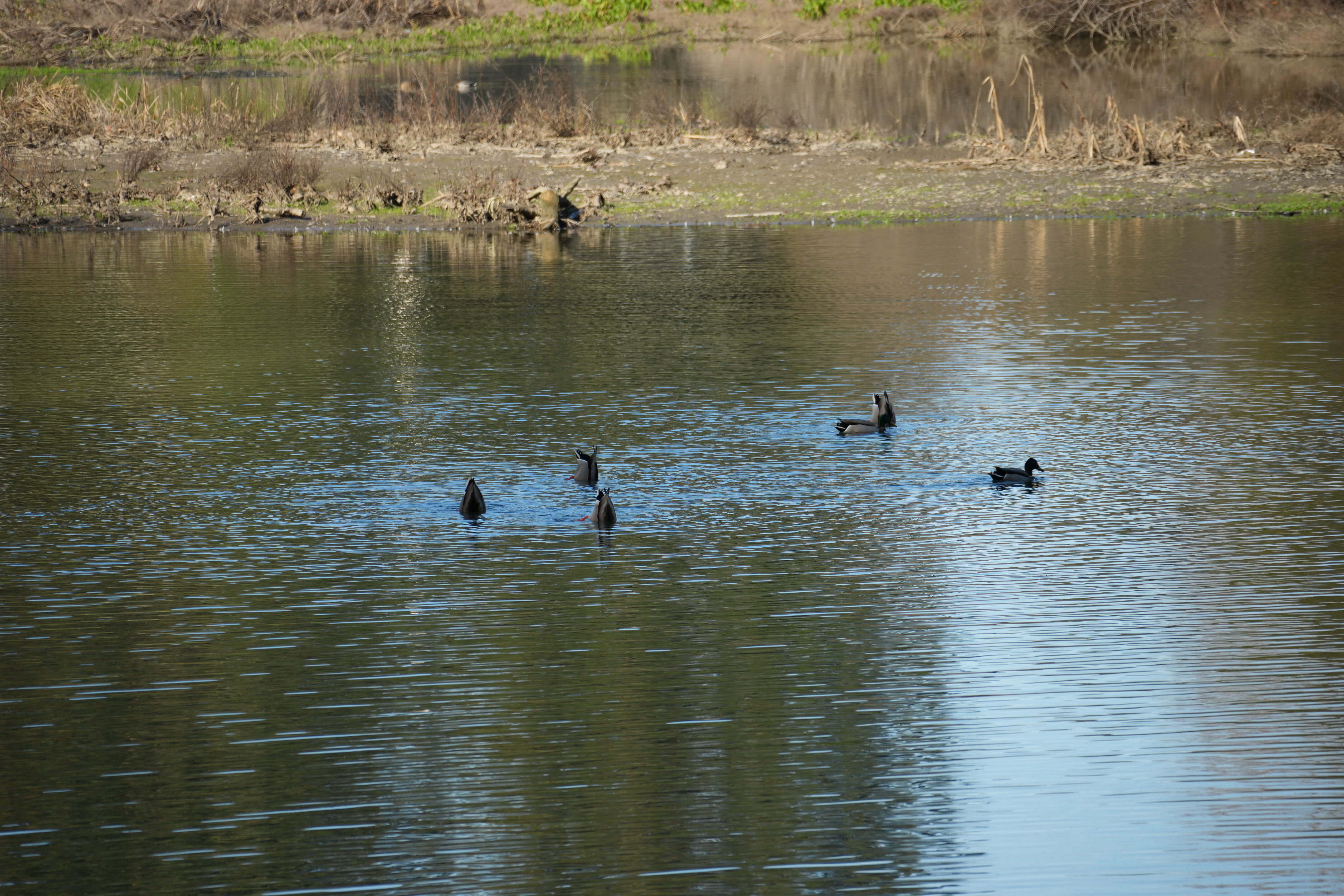 Don Castro Regional Recreation Area
