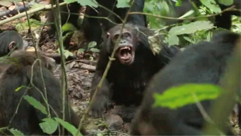 Aaron Sandel via Reuters A chimpanzee bearing its teeth at other chimpanzees with their backs to the camera in a forested area. 
