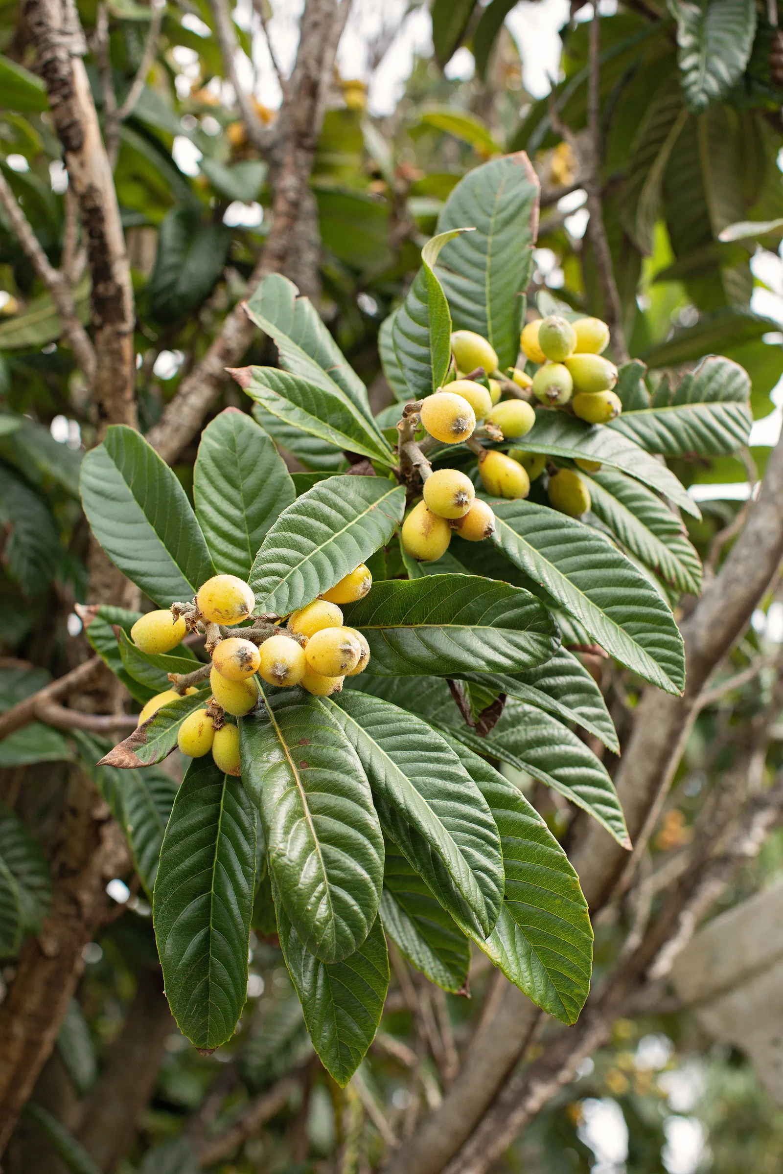 This image may contain Plant Vegetation Bush Leaf Annonaceae Tree Food Vase Potted Plant Pottery Jar and Vegetable