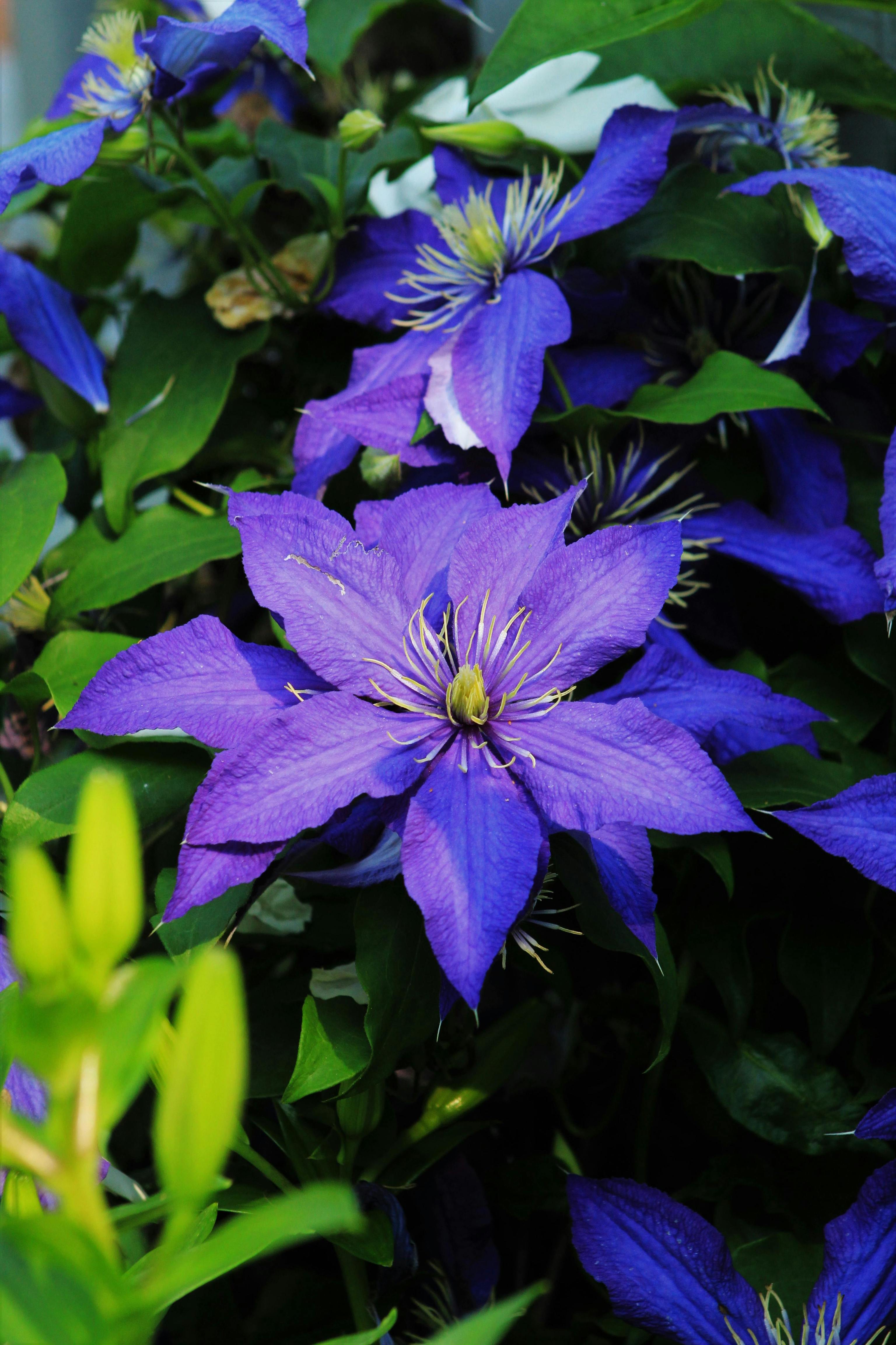 Ni hiedra ni muros desnudos; estas son las plantas trepadoras que tienen flor durante todo el a�o: clem�tide