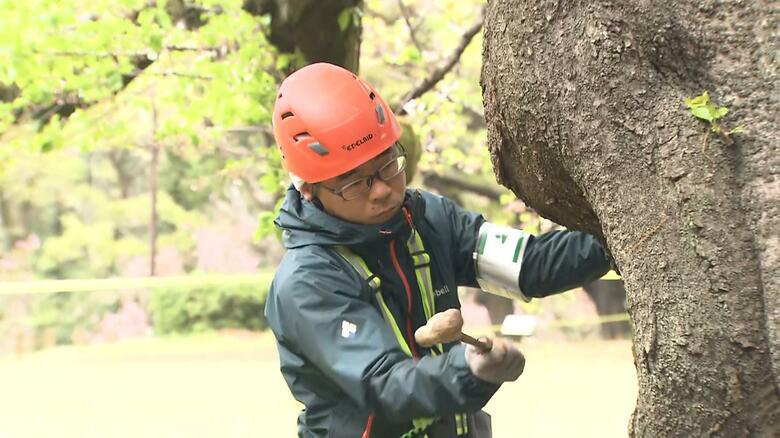 相次ぐ倒木受け緊急点検　砧公園の樹木約5000本　ほとんど“樹齢60年以上”　専門家による検査を実施｜FNNプライムオンライン