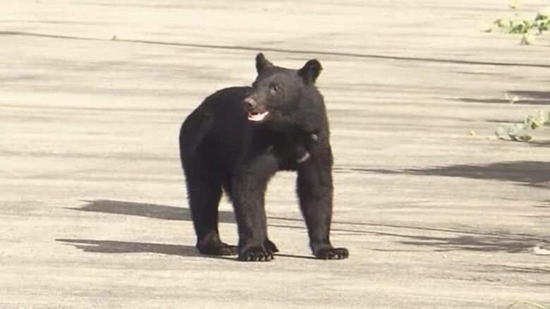福井県がクマ対策を強化　専門員1人を県自然保護センターに配置　市町の要請あれば猟銃で駆除へ　対策費に1億円を計上、ドローンも活用｜FNNプライムオンライン