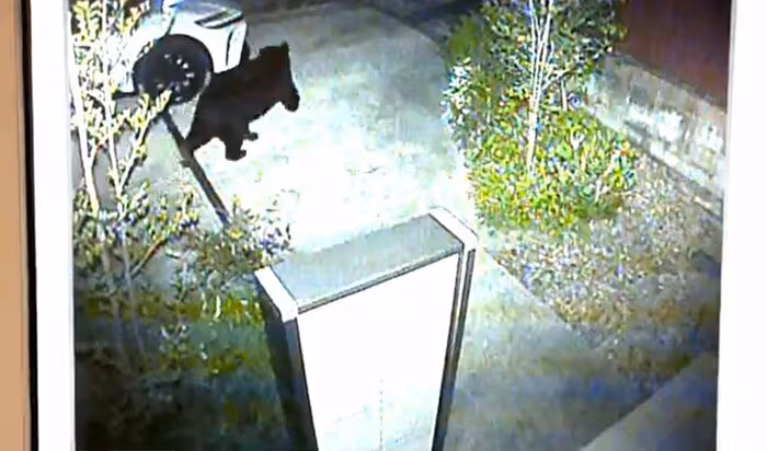 住宅敷地内に設置された防犯カメラにクマの姿が