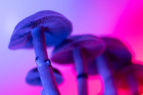 Psilocybe cubensis hallucinogenic mushrooms on a blue purple gradient background