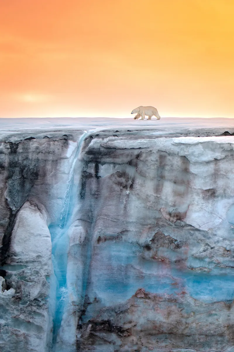 Image may contain Animal Bear Mammal Wildlife Nature Outdoors Scenery Ice Sky Mountain and Polar Bear