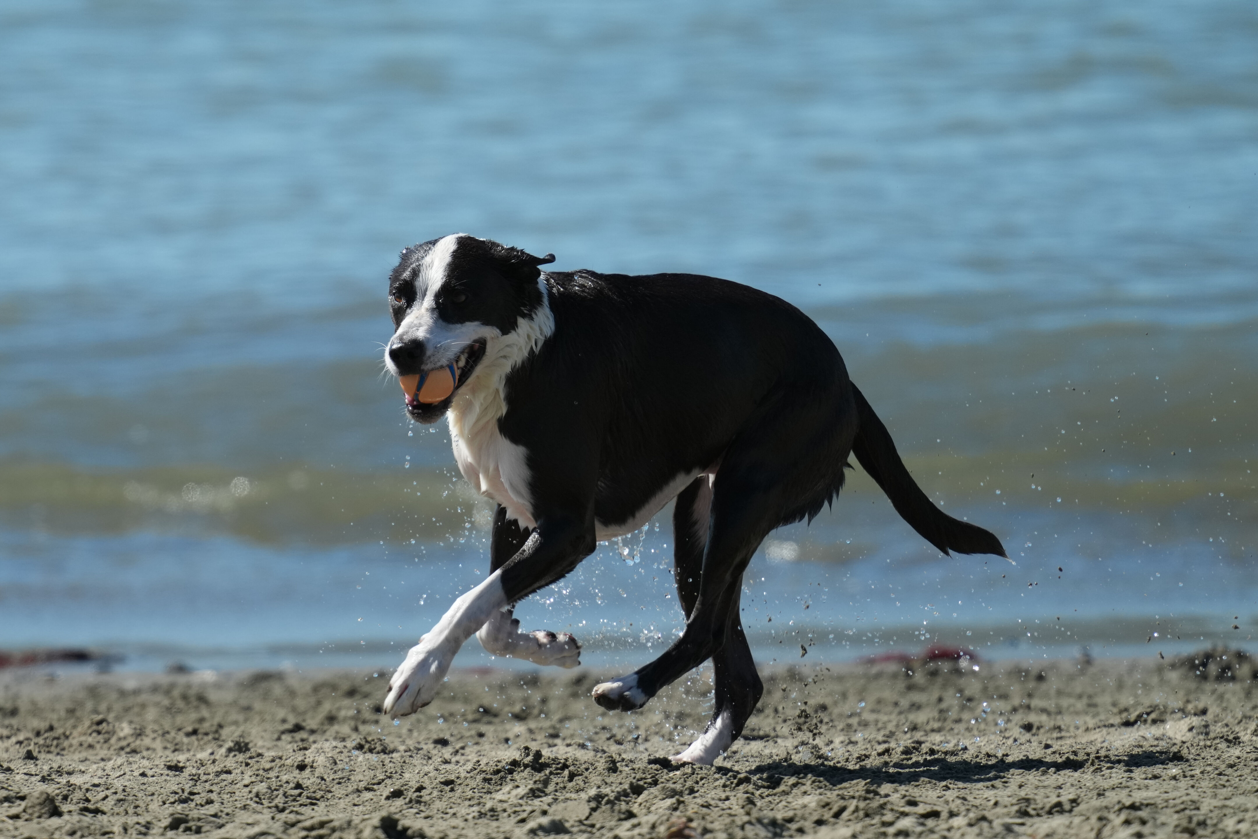 McLaughlin Eastshore State Park