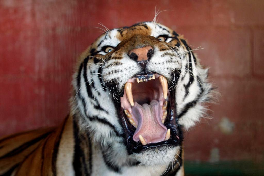 Un tigre en imagen de archivo.