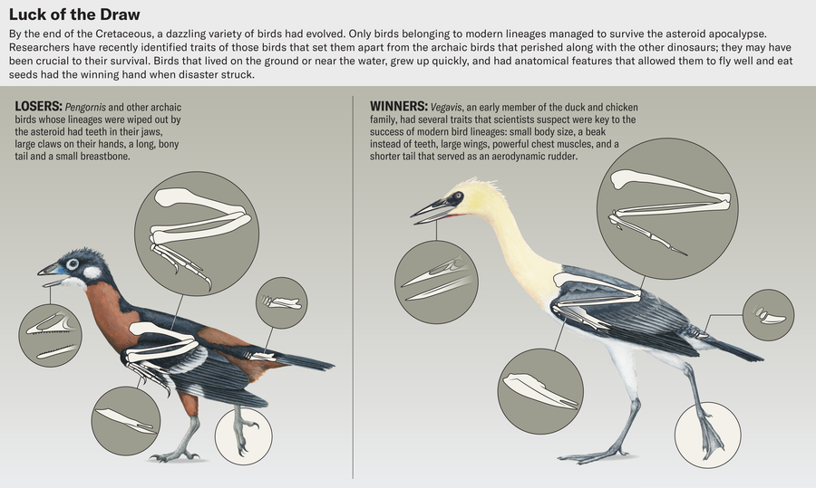 Anatomical illustrations highlight traits of birds that set them apart from the archaic birds that perished along with the other dinosaurs. Pengornis and other archaic birds whose lineages were wiped out had teeth in their jaws, large claws on their hands, a long, bony tail and a small breastbone. Vegavis had several traits that scientists suspect were key to the success of modern bird lineages: small body size, a beak instead of teeth, large wings, powerful chest muscles, and a shorter tail that served as an aerodynamic rudder.