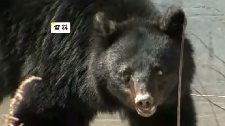 クマに襲われたか…ヤギの死がい見つかる　爪のようなもので引き裂かれた跡　岩手・一関市｜FNNプライムオンライン