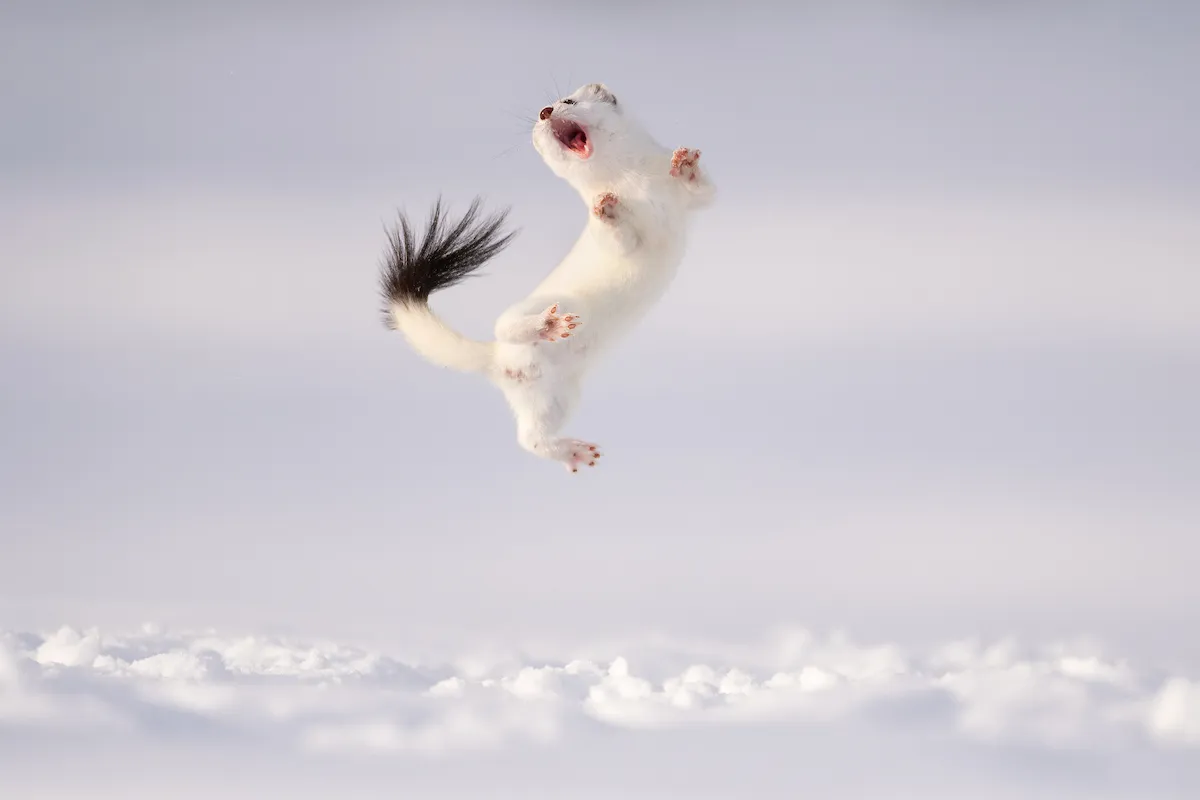 Image may contain Animal Mammal Rat Rodent Wildlife and Weasel